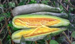 可以吃网红瓜的网站